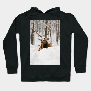 Red Deer In Snow Hoodie